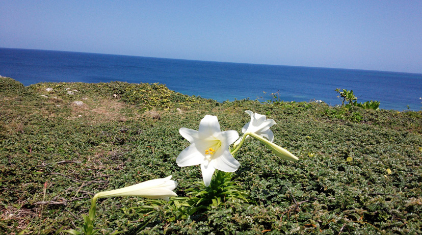沖縄県の知念岬に咲くテッポウユリの花