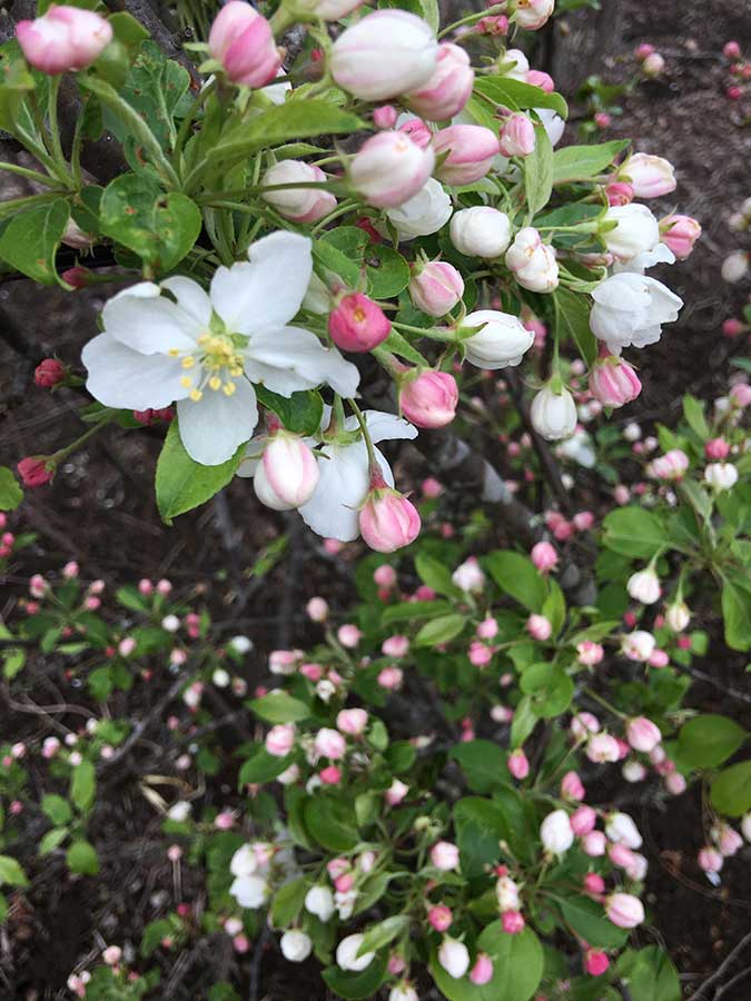 庭に咲いていた姫林檎の花