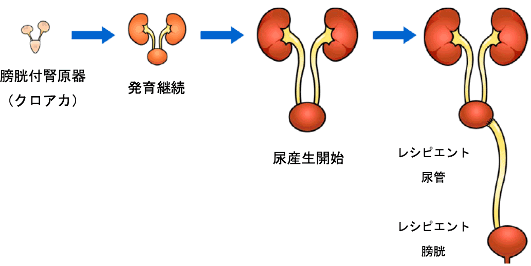 再生腎臓からの排尿のイメージ