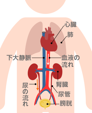 腎臓のはたらき 腎臓病 透析に関わるすべての人の幸せのための じんラボ