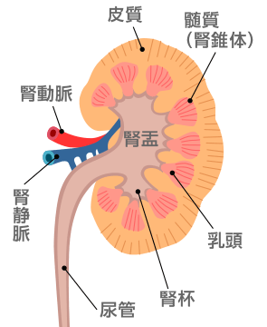 腎臓の構造