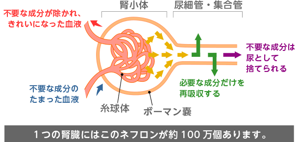 ネフロンの働き