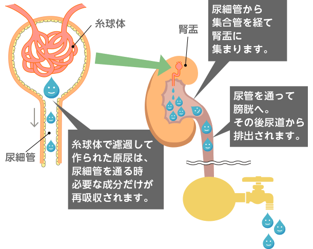 尿ができるまで