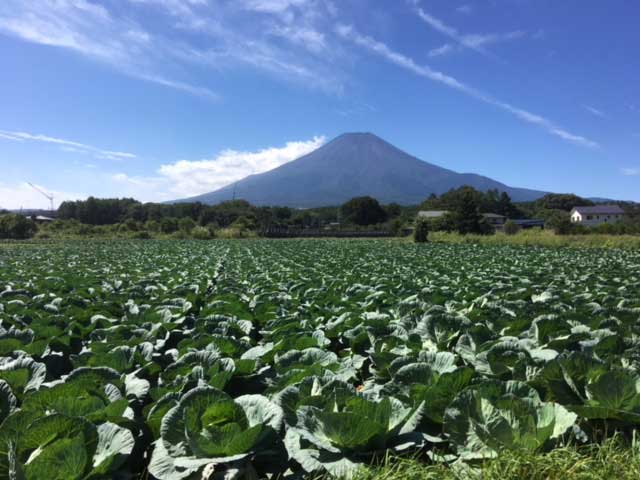 夏の富士山とキャベツ畑