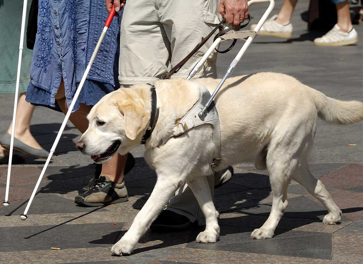 盲導犬、白杖