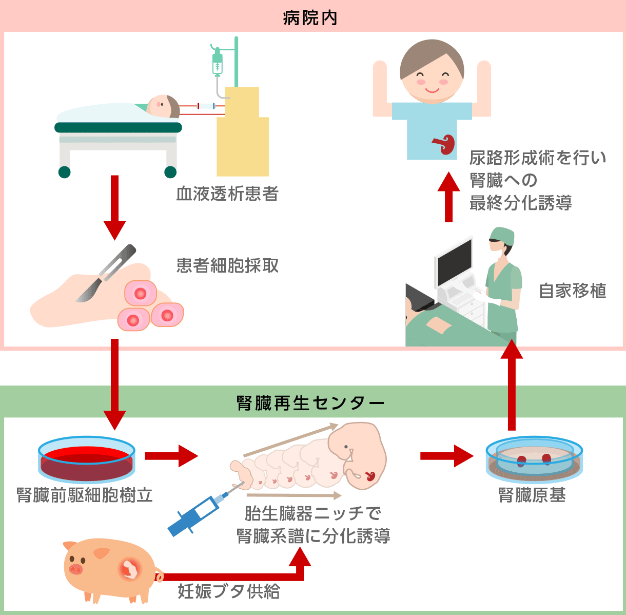 再生腎臓からの排尿のイメージ