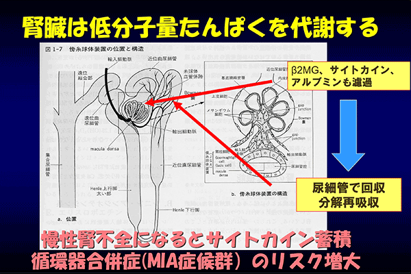 腎臓は低分子量たんぱくを代謝する