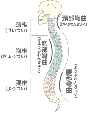 脊柱