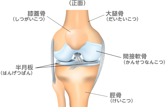 膝関節の構造