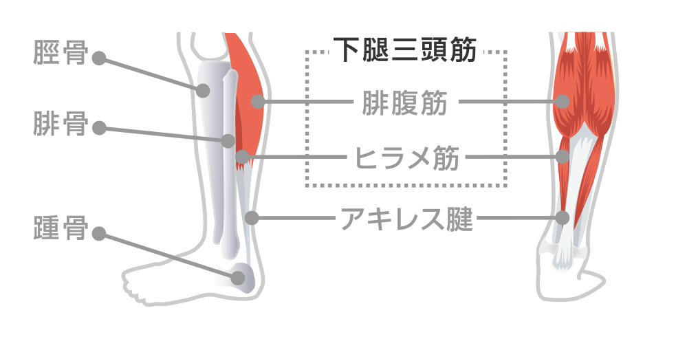 下腿三頭筋