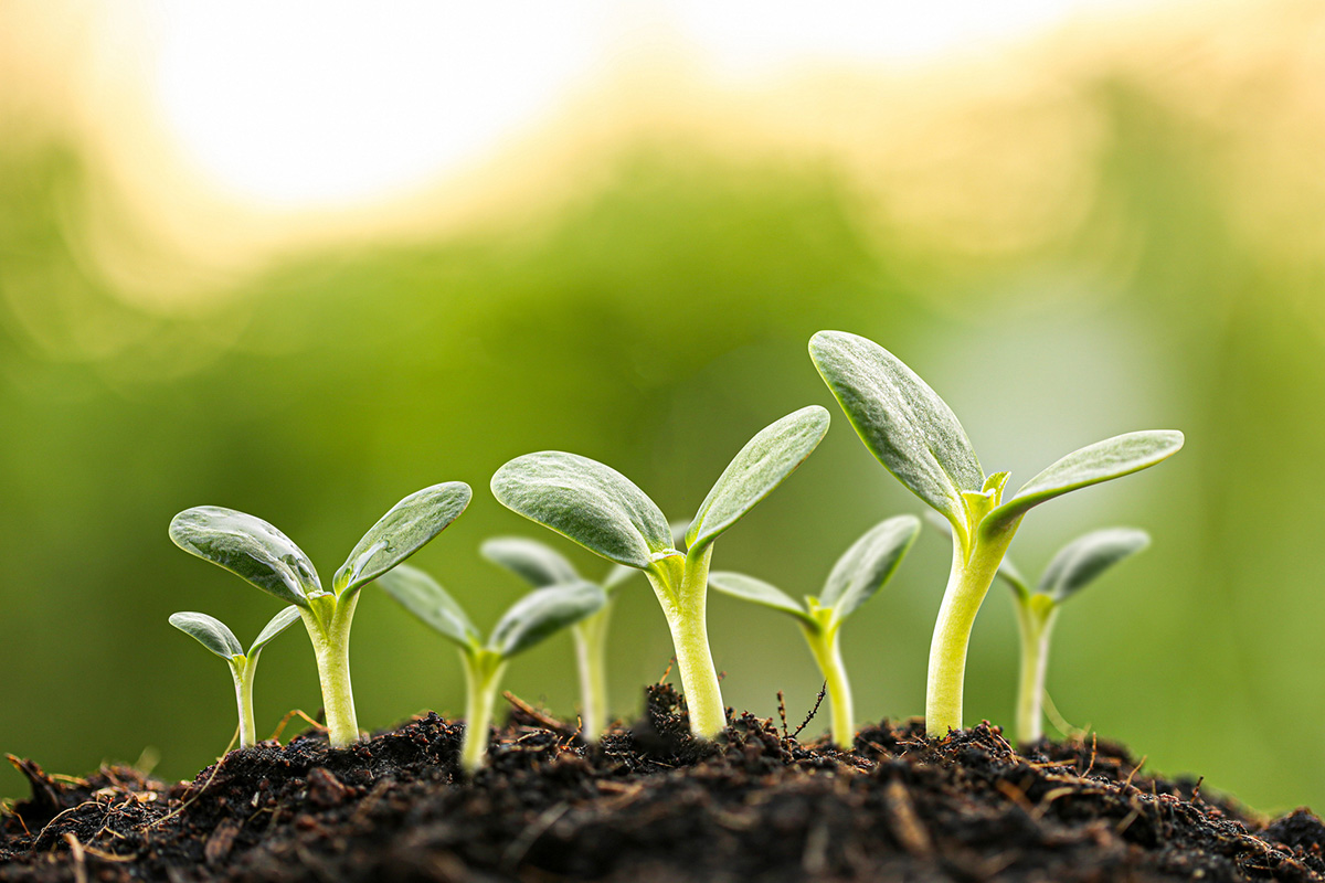 芽吹くイメージ