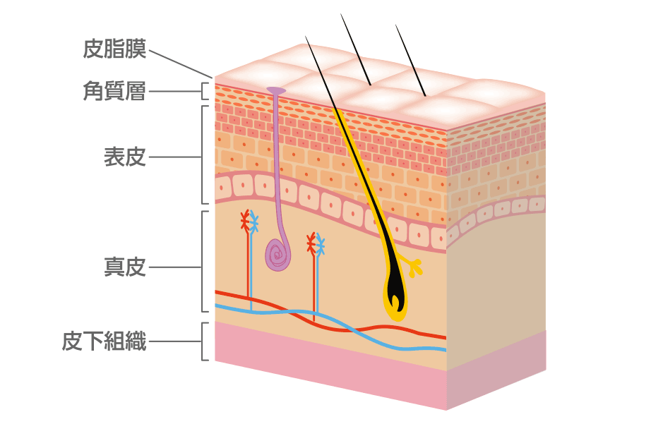 肌の断面図